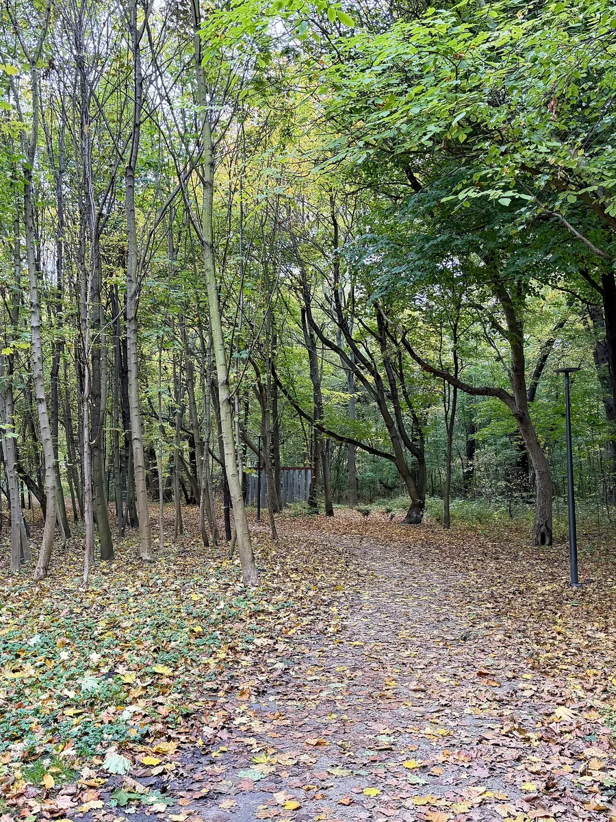 Forest in autumn, original